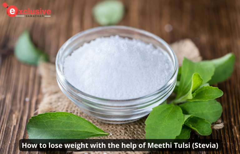 How to lose weight with the help of Meethi Tulsi (Stevia) How to lose weight with the help of Meethi Tulsi (Stevia)